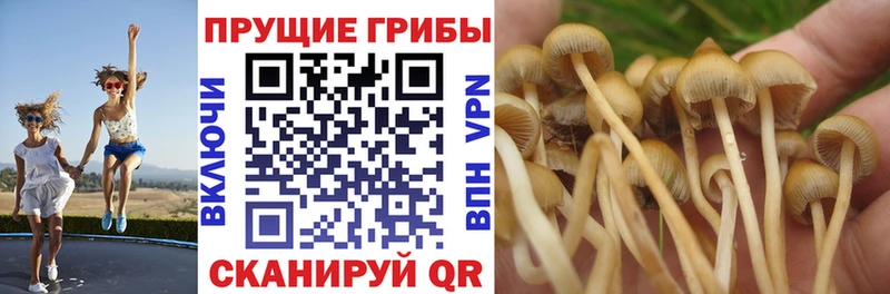 Купить  Туран  Галлюциногенные грибы прущие грибы 